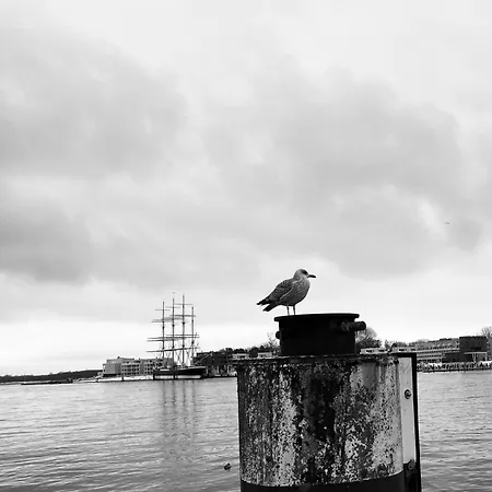 Rose 52 Travemuende